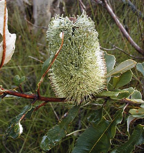 Banksia oblongifolia